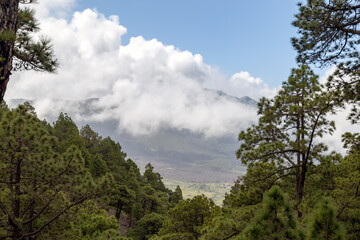 View on a mountain through a forest, island of La Palma, Canarias, Spain