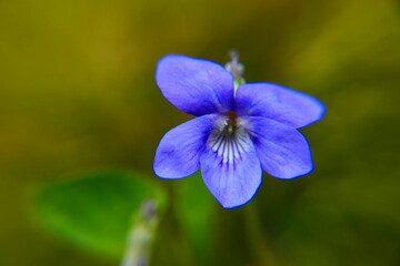 blaues Veilchen