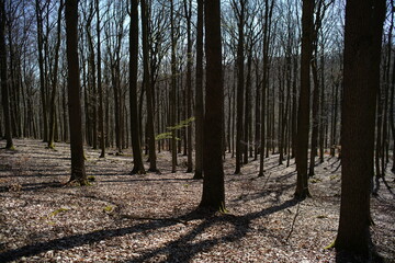 Laub Wald im Frühling, April bei Sonnenschein