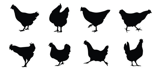 Black silhouettes of a chicken and a rooster. domestic poultry