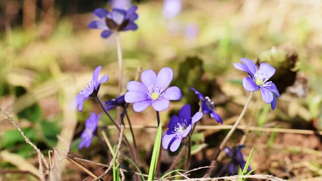 First Spring Flower in Forest Background. Common Hepatica or Anemone Hepatica. Very Peri Color. Blue Blossom Wild Flower. Spring Time. Violet Purple Hepatica Nobilis, Liverwort in Sunlight