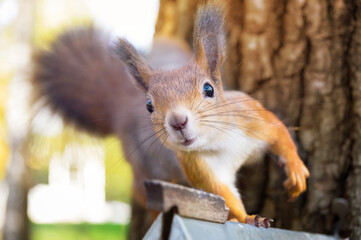 squirrel on a tree © alexbush