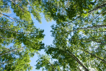 Birch trunk with crowns of other trees against the blue sky