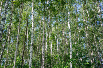 Spring. Early sunny morning in a birch grove. Background.