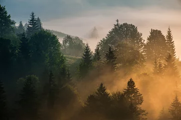 Crédence de cuisine en verre imprimé Forêt dans le brouillard amazing view with high mountain village on horizon and fog. summer landscape. beautiful natural background