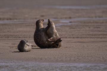 Du rififi chez les phoques © Patrick