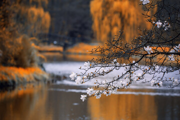 Krajobraz nad stawem w parku, białe kwiaty magnolii  © anettastar