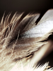 Vertical shot of dreamcatcher feather texture