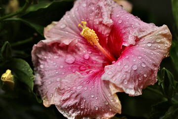 Ibiscus rosa subito dopo la pioggia