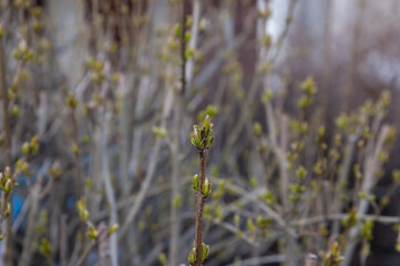 young spring leaves sprouting from their buds