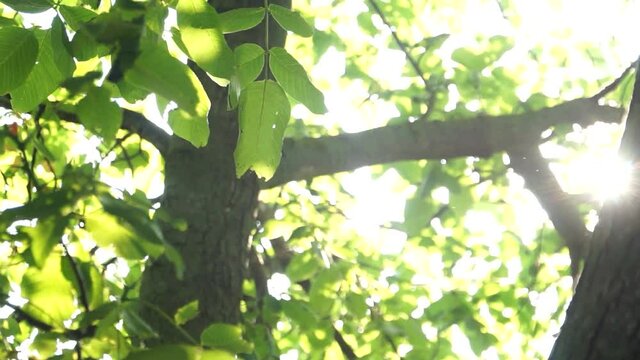 The rays of the summer sun shine through the green leaves on the tree
