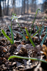 White snowdrops, Lysec hill, Slovakia