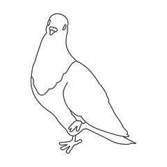 Dove vector outline icon. Vector illustration pigeon on white background. Isolated outline illustration icon of dove .