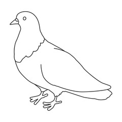 Dove vector outline icon. Vector illustration pigeon on white background. Isolated outline illustration icon of dove .