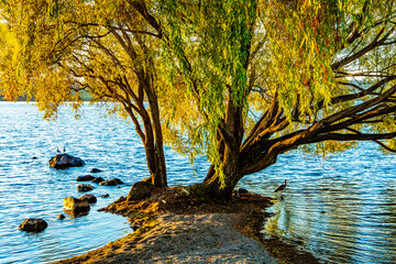 Obraz na płótnie Canvas Sprawling tree by the lake Taupo