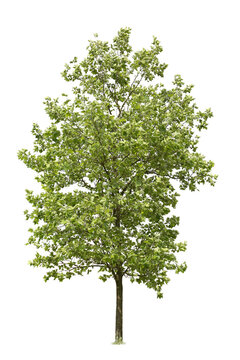 Tree cutout with clipping path, isolated tree