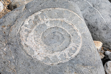 Large ammonite fossil embedded in rock on shore of the Jurassic Coast in Devon, UK