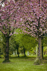 Beautiful pink blossom trees in a park