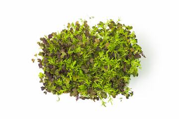 Obraz premium Fresh microgreens, top view. Sprouts of red mizuna isolated on white background. Green vegetable, Brassica rapa or nipposinica