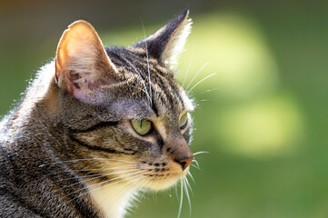 Closeup of an adorable striped cat outdoors under the sunlight with a blurry background