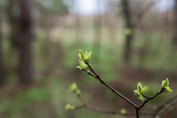 Fresh young green leaves of twig tree growing in spring. Beautiful leaf natural background.