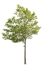 Linden tree cutout, isolated on white background.