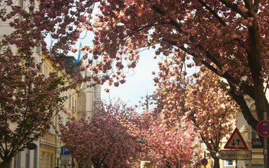 Beautiful sakura trees blossoming in the city center, spring. Japanese cherry. 