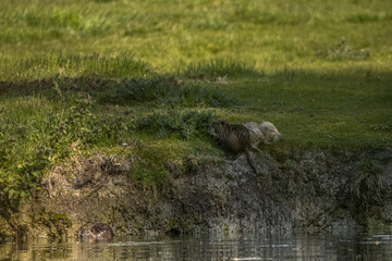 Coypu albino (ragondin albinos)