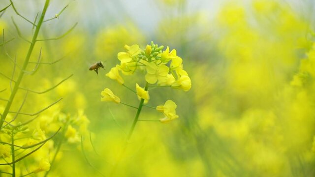 菜の花に採蜜に来たミツバチをスローモーション撮影した4カットセット