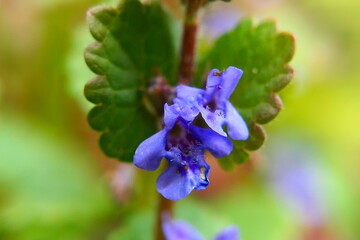 Taubnesselbl&uuml;te
