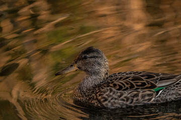 Duck with golden light
