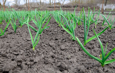 Many sprouts of fresh garlic in the black earth soil in the garden. Agricultural background.