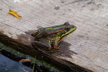 Green frog on a wooden board on a lake.