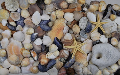 various seashells and stones on sand
