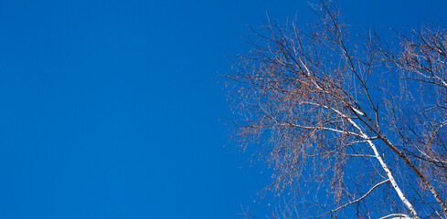 Birch on a background of blue sky. Branches of spring birch. Branches of a tree without leaves.