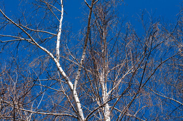 Birch on a background of blue sky. Branches of spring birch. Branches of a tree without leaves.