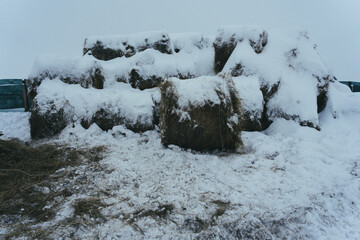 snow covered tree