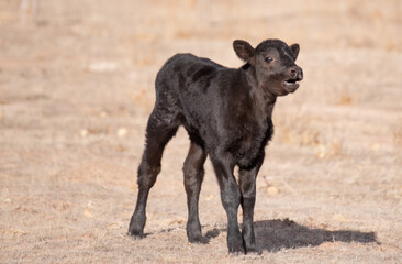 Fototapeta premium Open Range