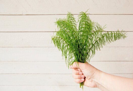 Person hand holding bunch of herbal plant Equisetum arvense the field horsetail against white minimal wood board background.