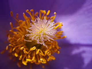 Beautiful wild purple flowers - dream grass or Pulsatilla patens blooms in the pine forest in spring. Pasque flower is a species of flowering plant in the family Ranunculaceae.
