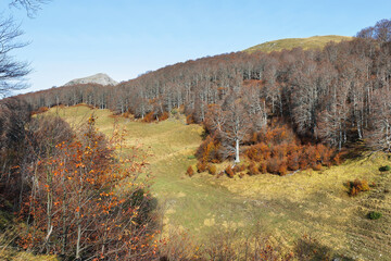 Gorgeous forest in Gamueta forest, Aragonese pyrenees, Huesca province, Spain