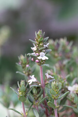  Orange balsem thyme (Thymus vulgaris 'Orange Balsam')
herb plant