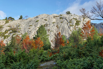Gorgeous forest in Gamueta forest, Aragonese pyrenees, Huesca province, Spain