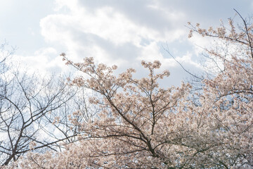 Cherry Blossoms on a sunny day at High park in Spring Toronto Ontario