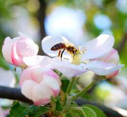 Bee on blossom tree