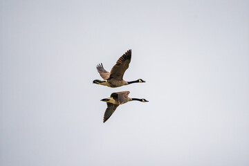 Fototapeta premium Canada geese in flight