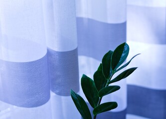 An indoor zamia plant with green leaves in front of a curtain (Pesaro, Marche, Italy)