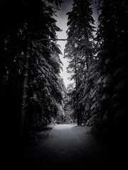 Fototapeta premium Forest road