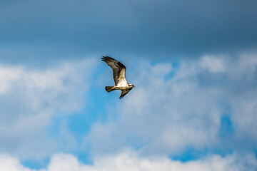Osprey in flight