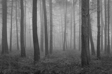 Mystical Pine forest cloaked in early morning mist in black and white